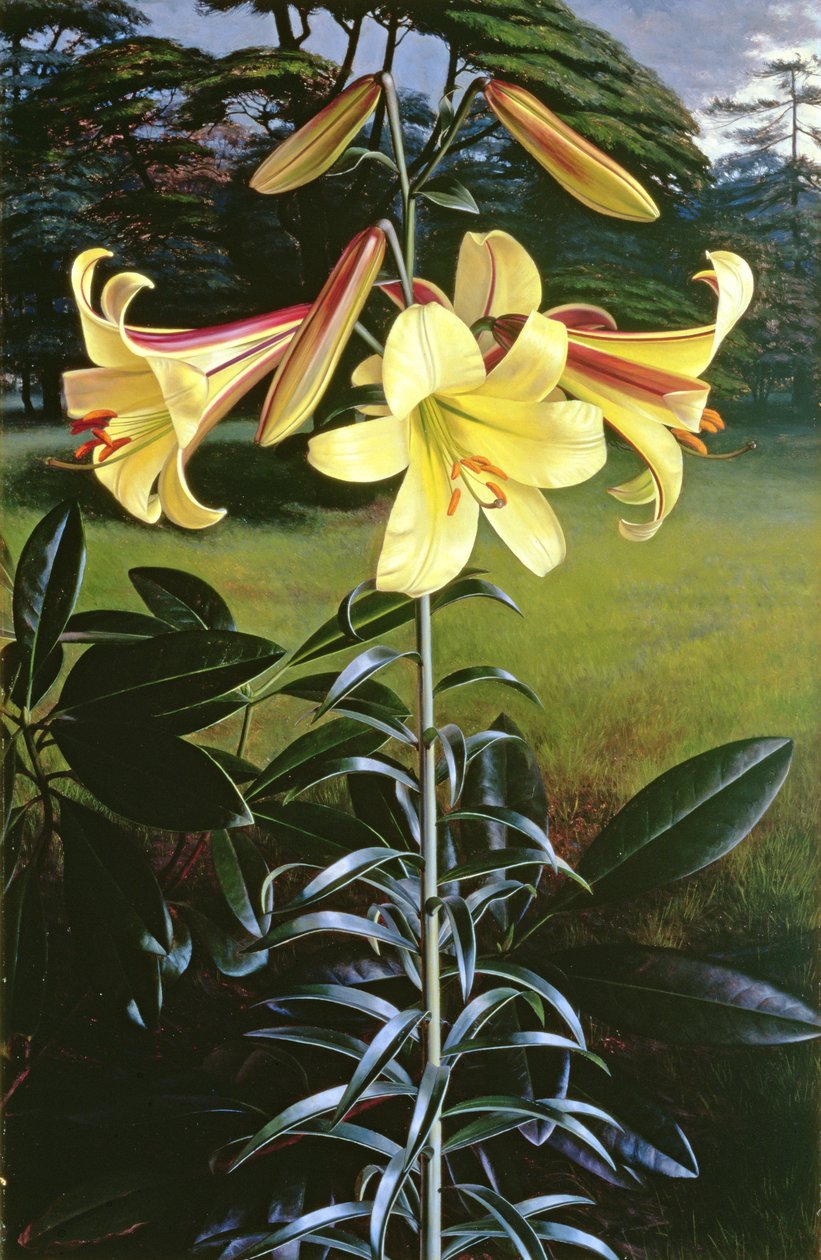 Lilium Golden Clarion - Raymond Booth