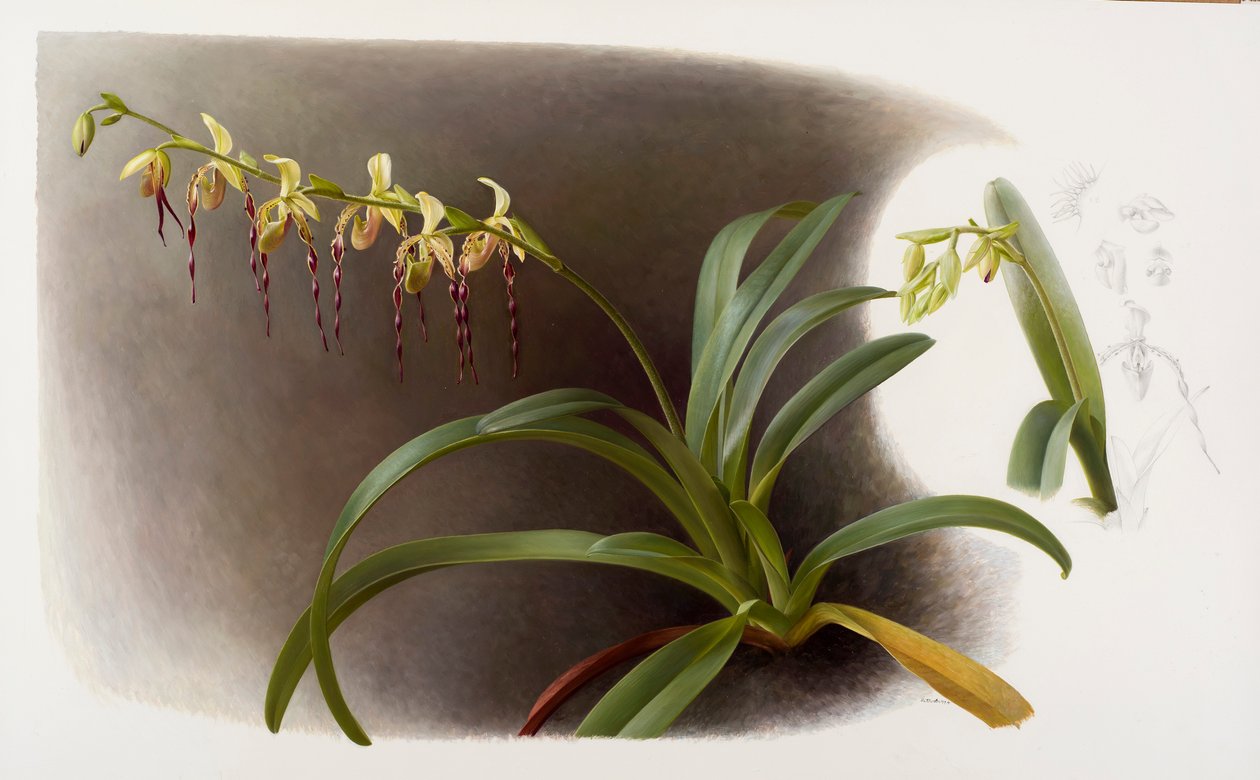 Orchidées - Raymond Booth