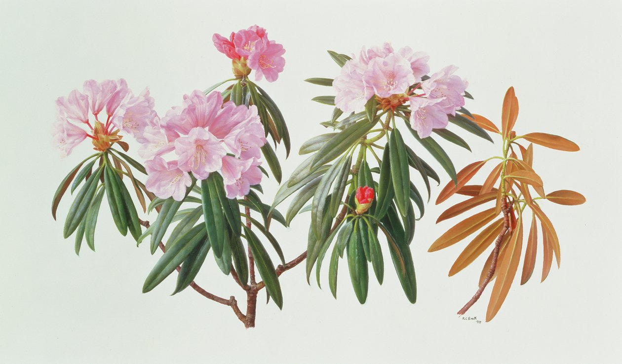 Rhododendron Metternichii Micranthum - Raymond Booth