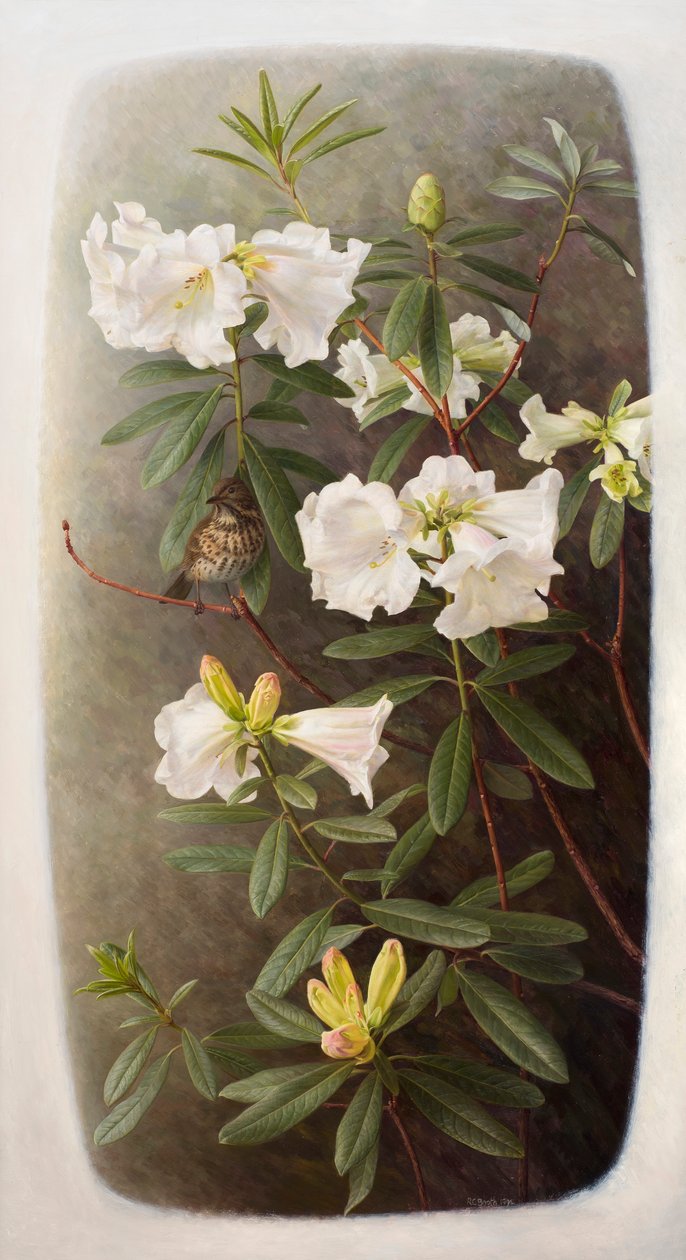 Rhododendron lindleyi - Raymond Booth