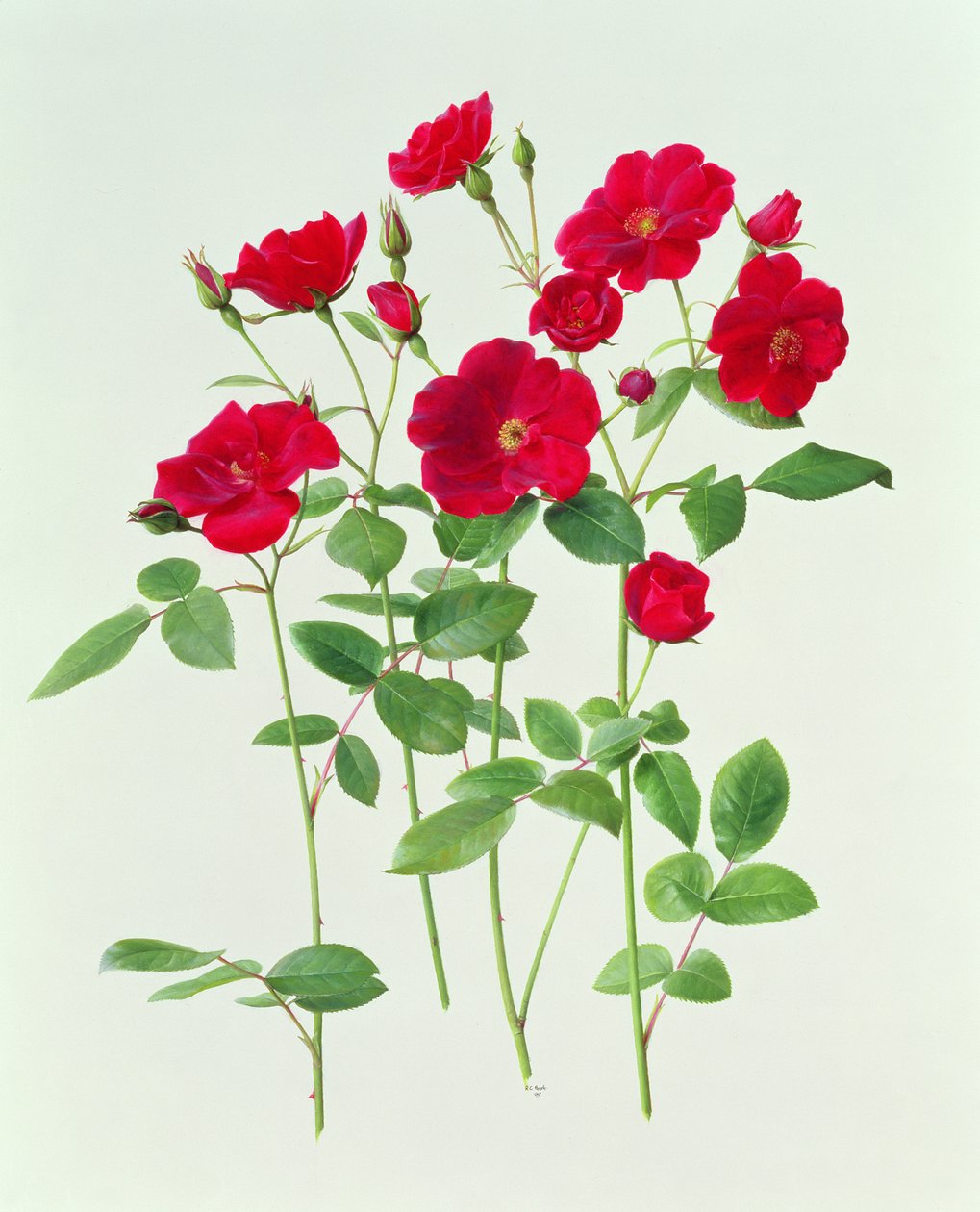Rose 