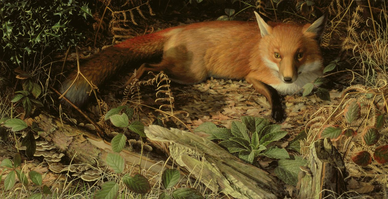 Le Renard - Raymond Booth