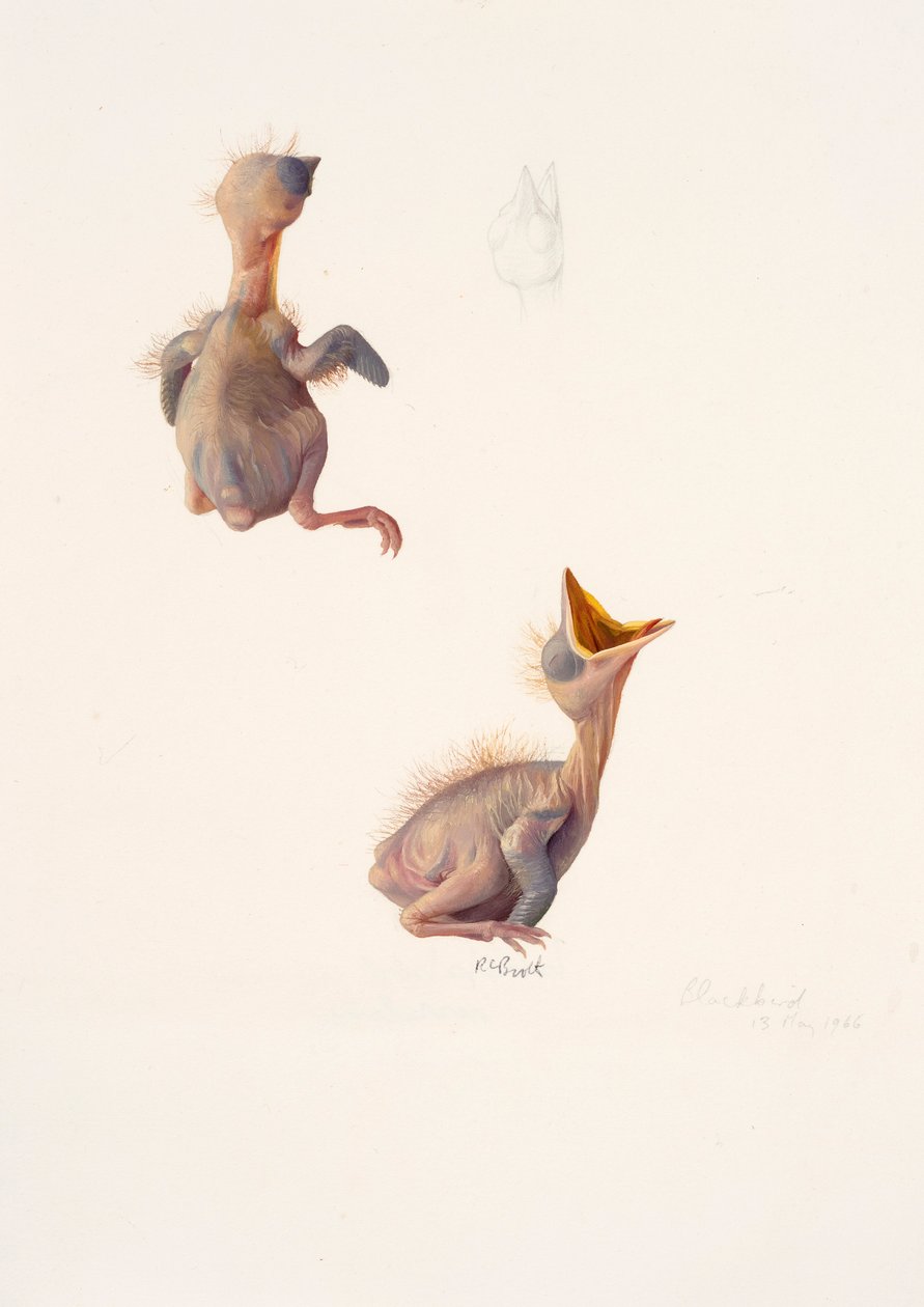 Deux études sur un oisillon de merle - Raymond Booth