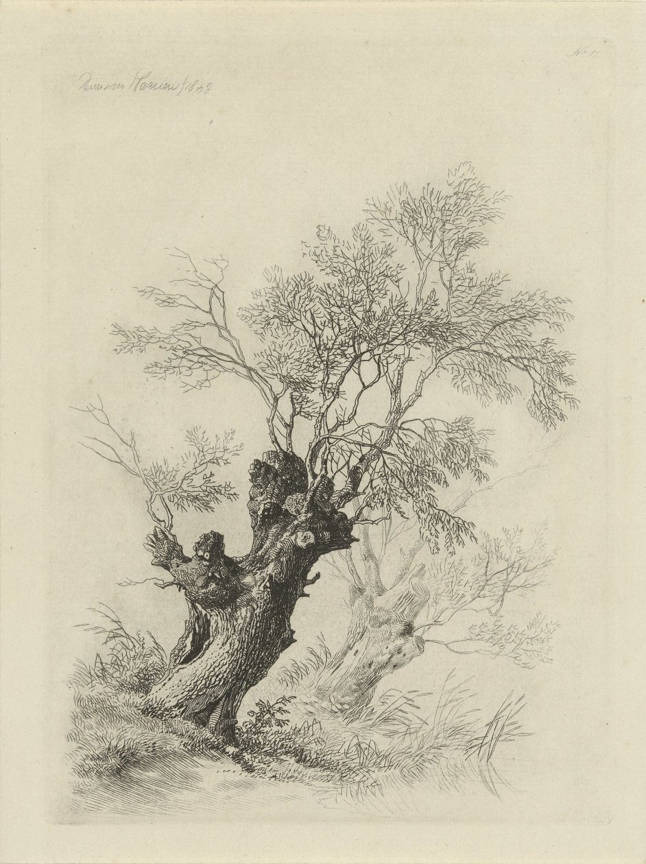 Saule - Remigius Adrianus Haanen