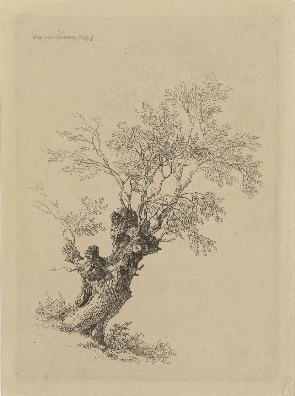 Saule - Remigius Adrianus Haanen
