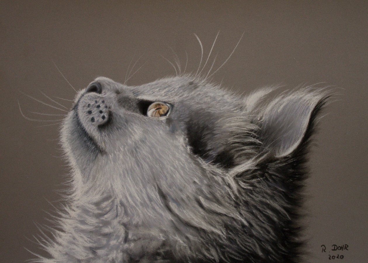 Regard de chat - Renate Dohr
