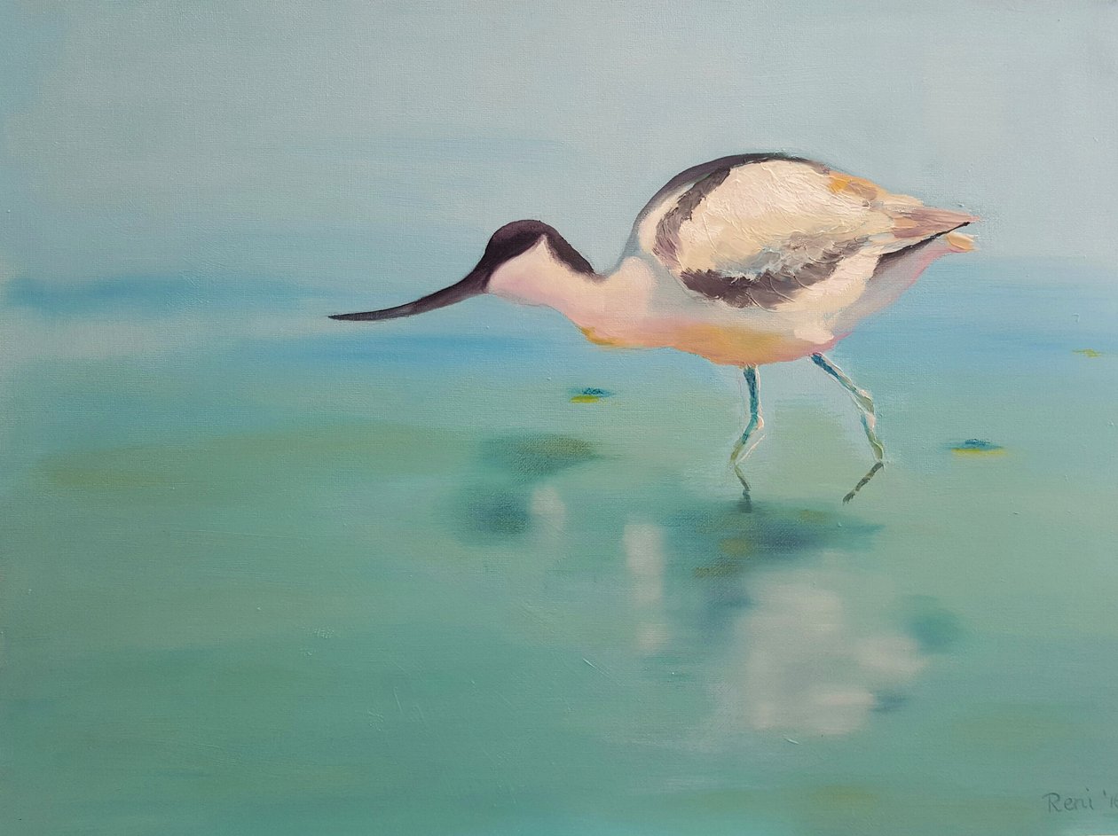 Avocette élégante - Renate Dohr