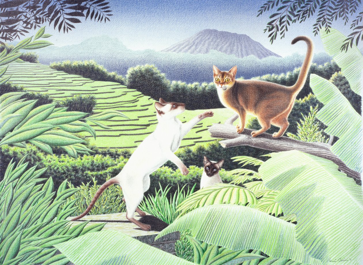 Bali - Rene Boin