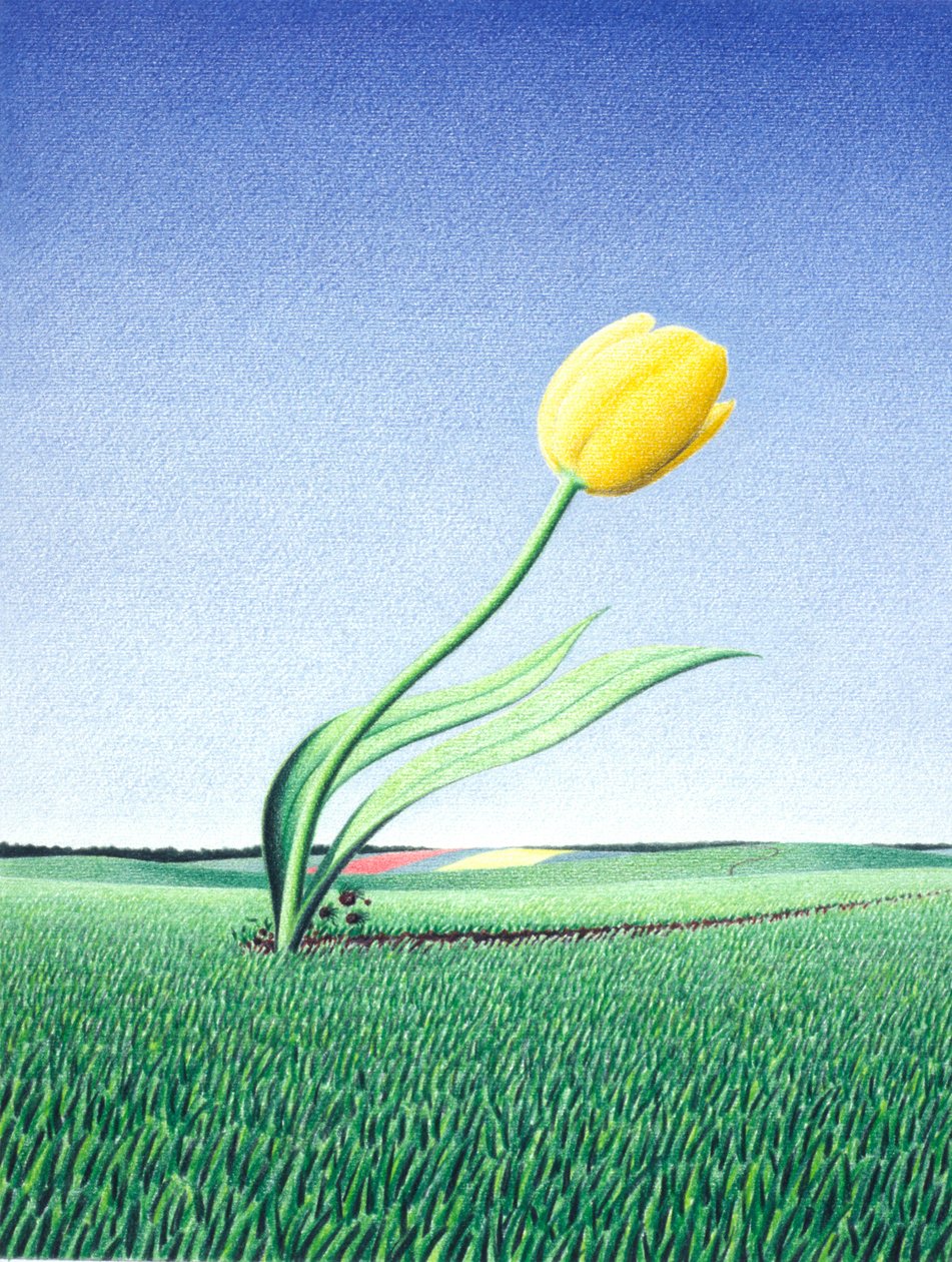Tulipe rapide - Rene Boin