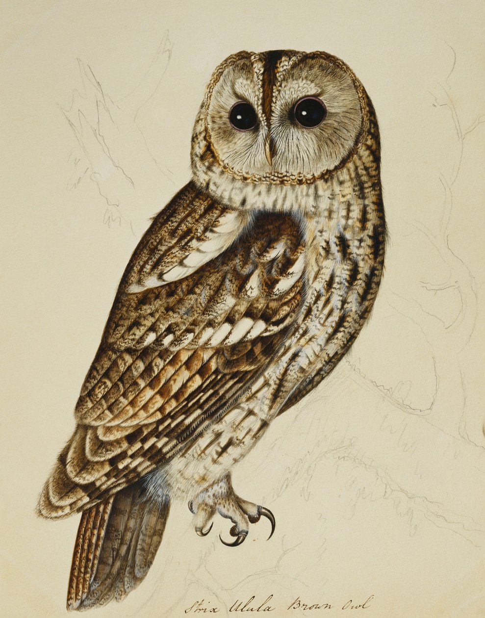 Chouette brune (Strix Ulula) - Rev. C. Atkinson