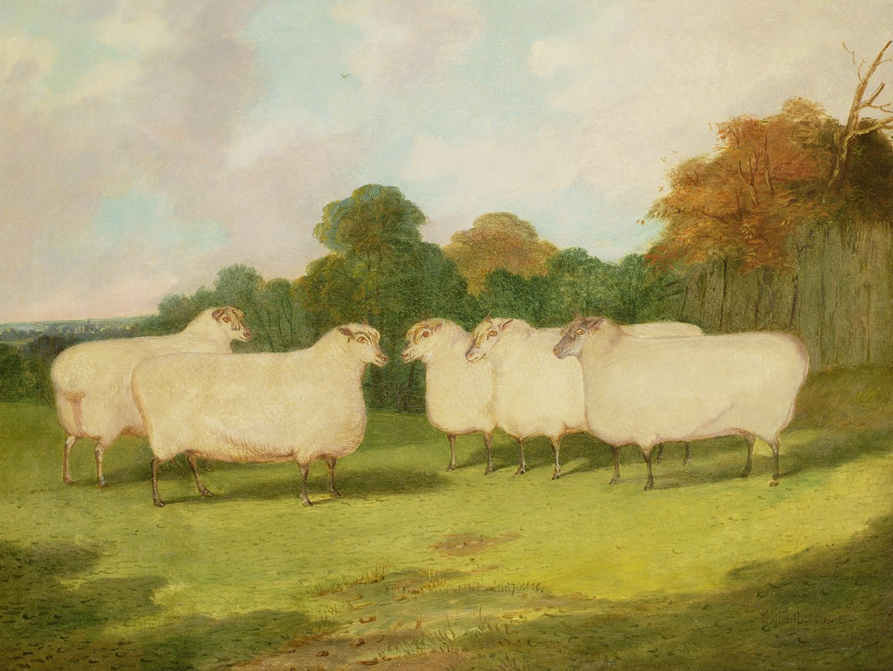 Étude de moutons dans un paysage - Richard Whitford