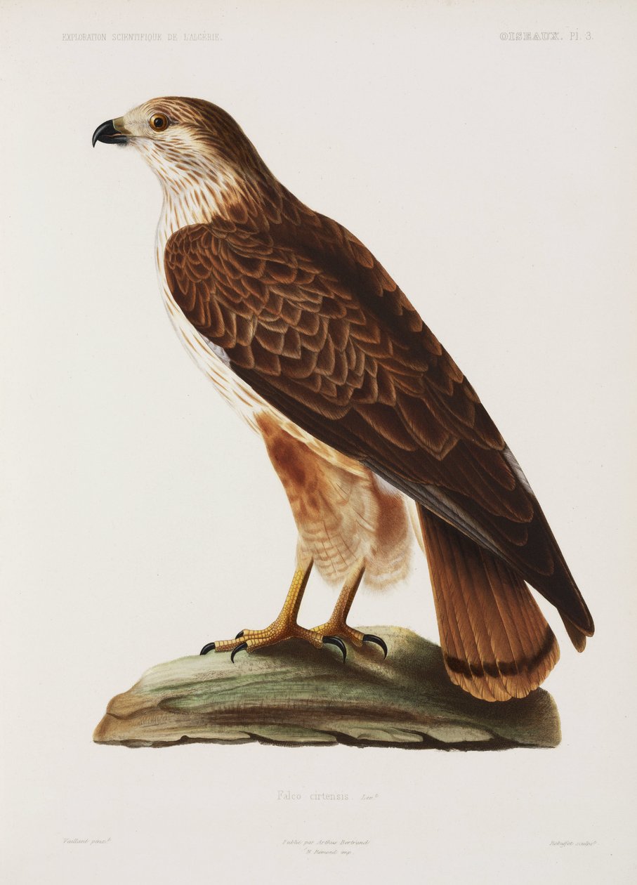 Faucon, Algérie - John Pardon