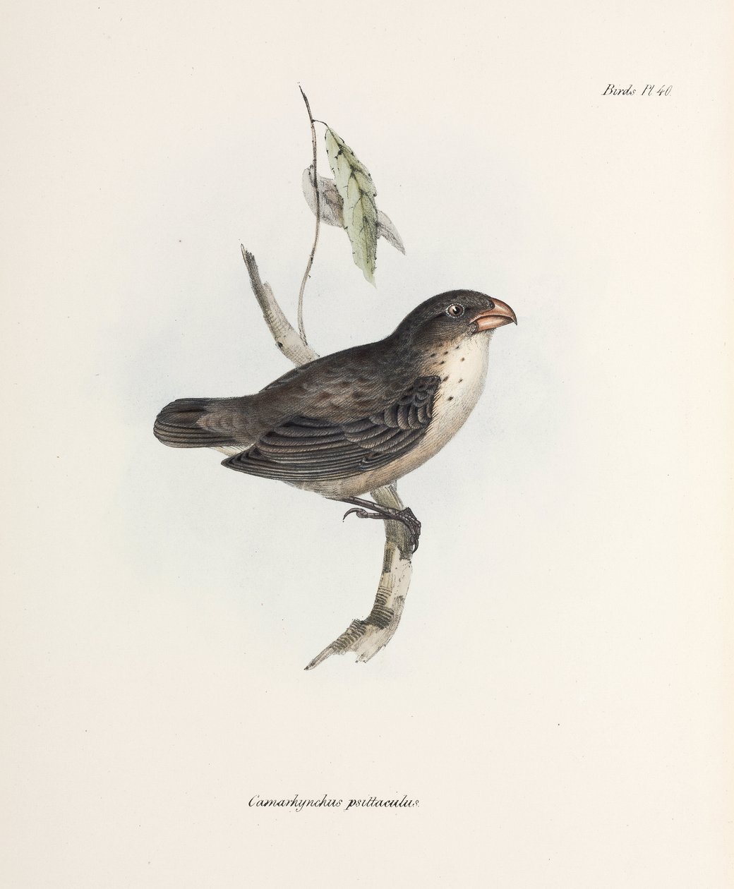 Pinson, vers 1832-1836 - John Pardon