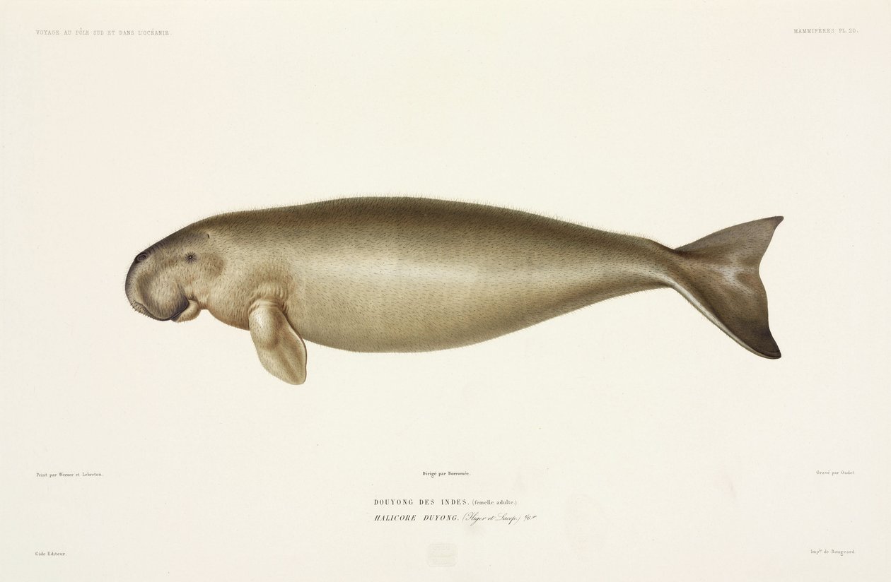 Dugong halicore - John Pardon