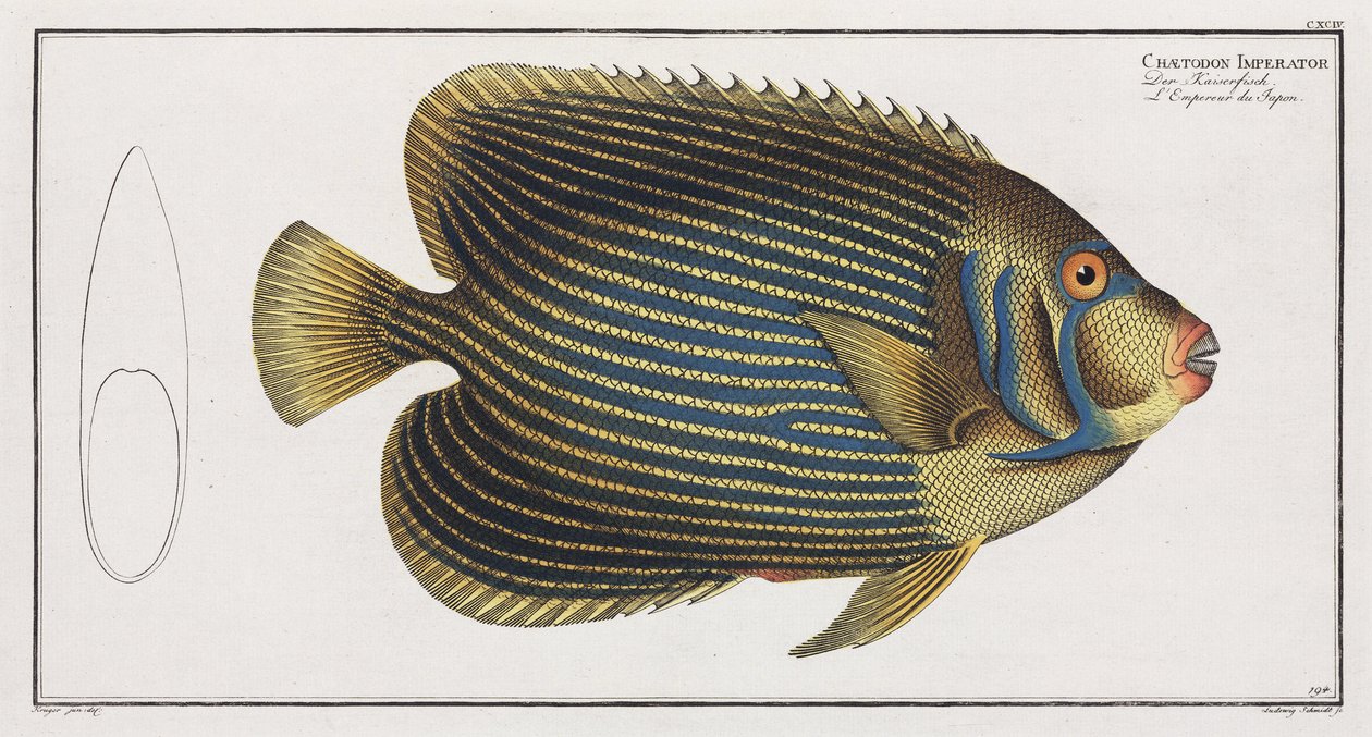 Poisson-ange impérial - John Pardon