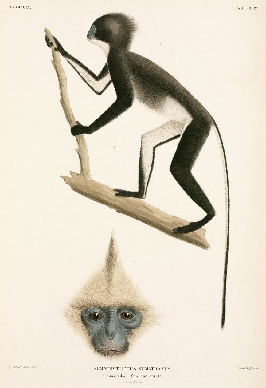 Singes, Sumatra, Indonésie - John Pardon