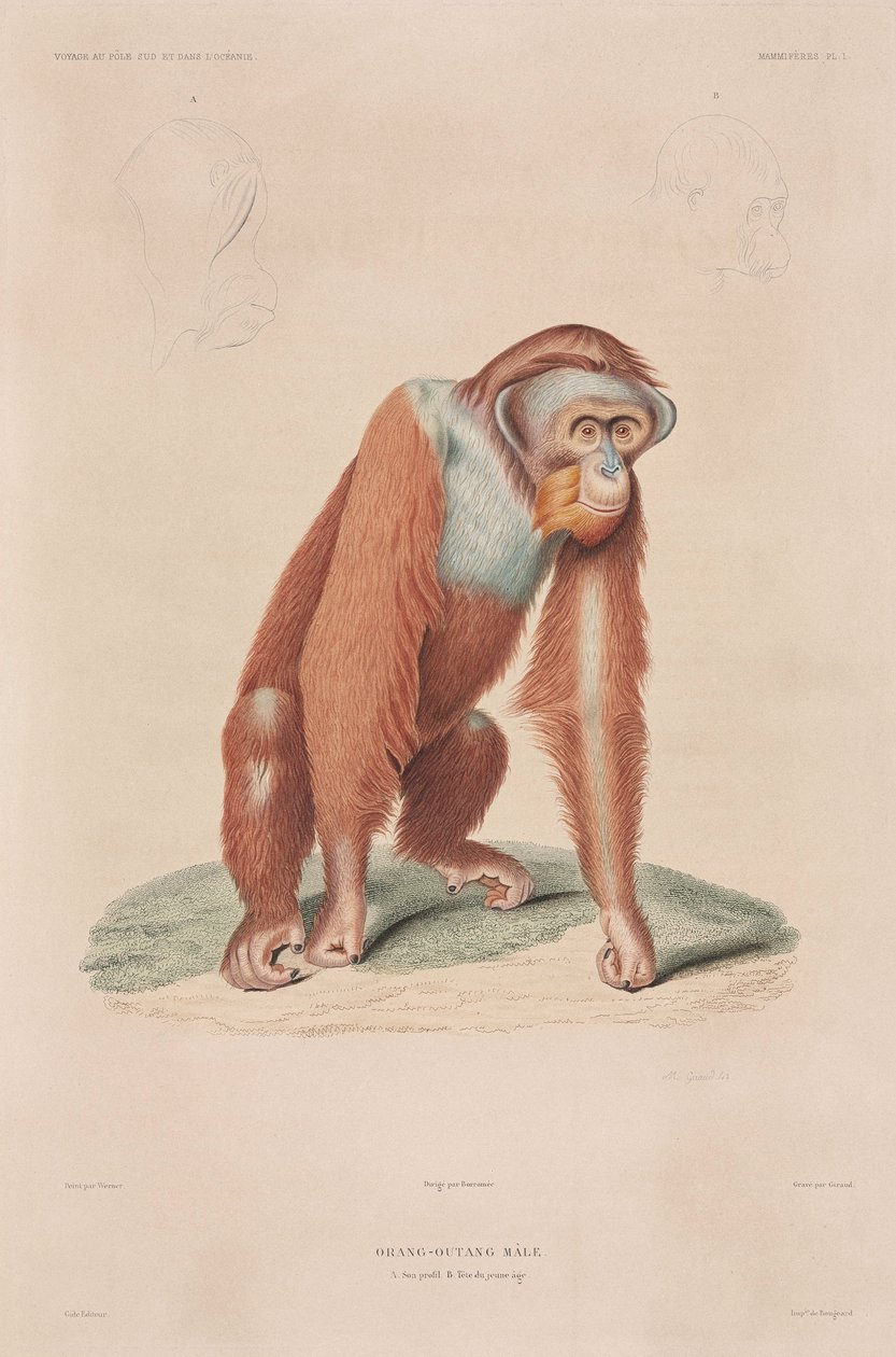Orang-outan, Indonésie - John Pardon
