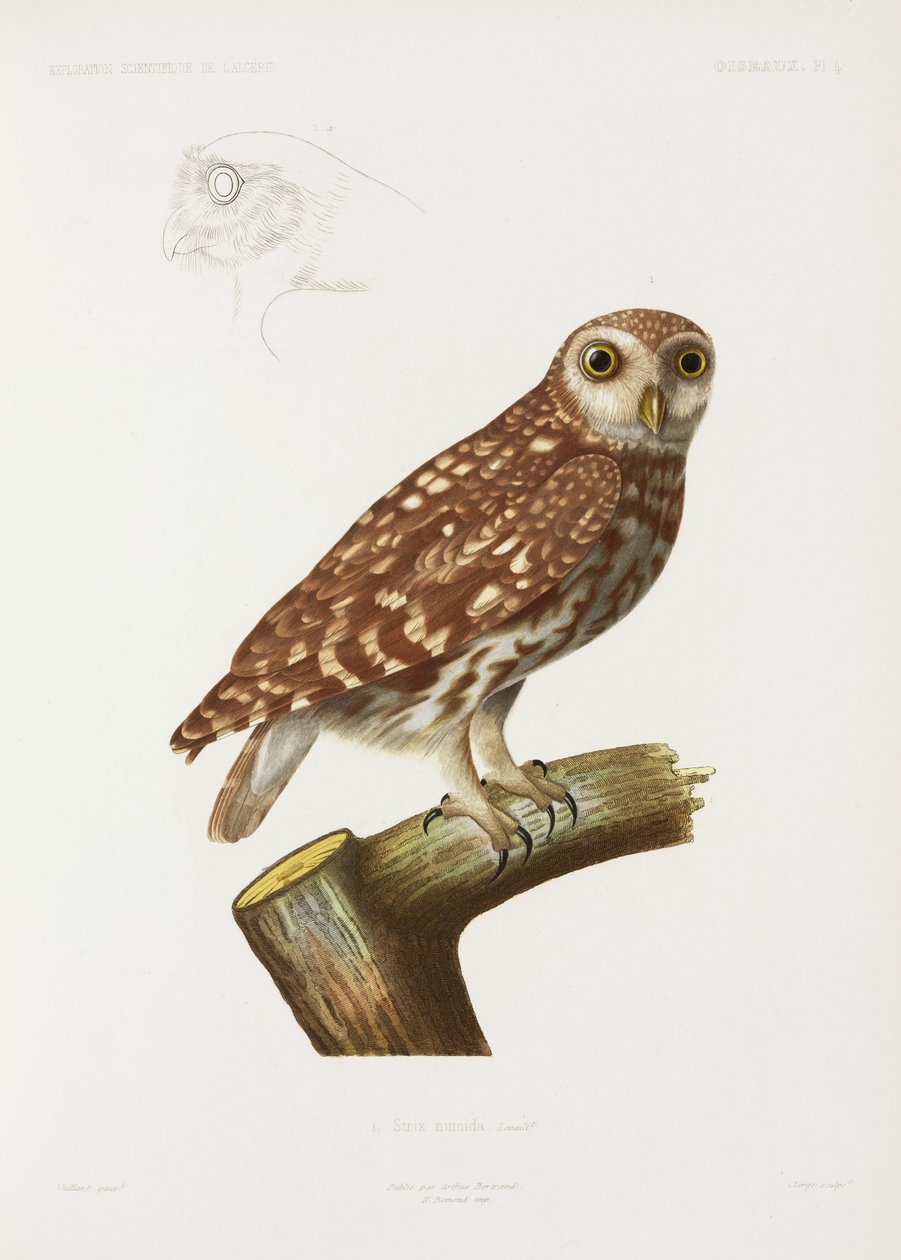 Hibou, Algérie - John Pardon