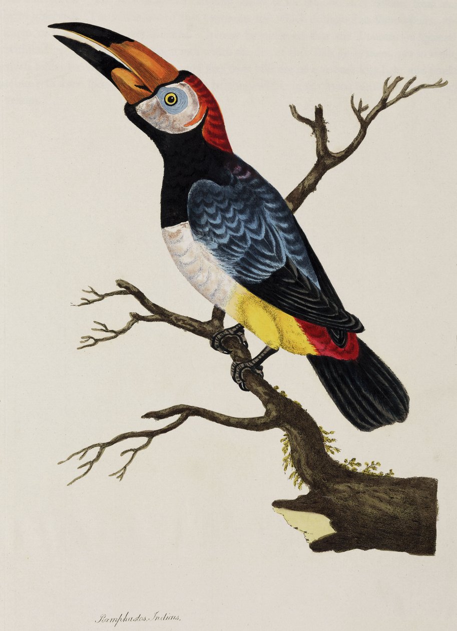 Toucan - John Pardon