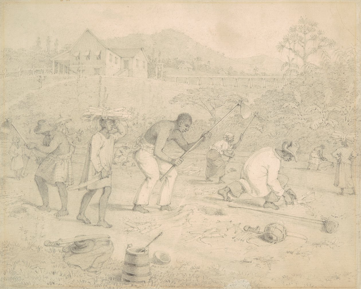 Plantation de la canne à sucre (Trinité) - Richard Bridgens