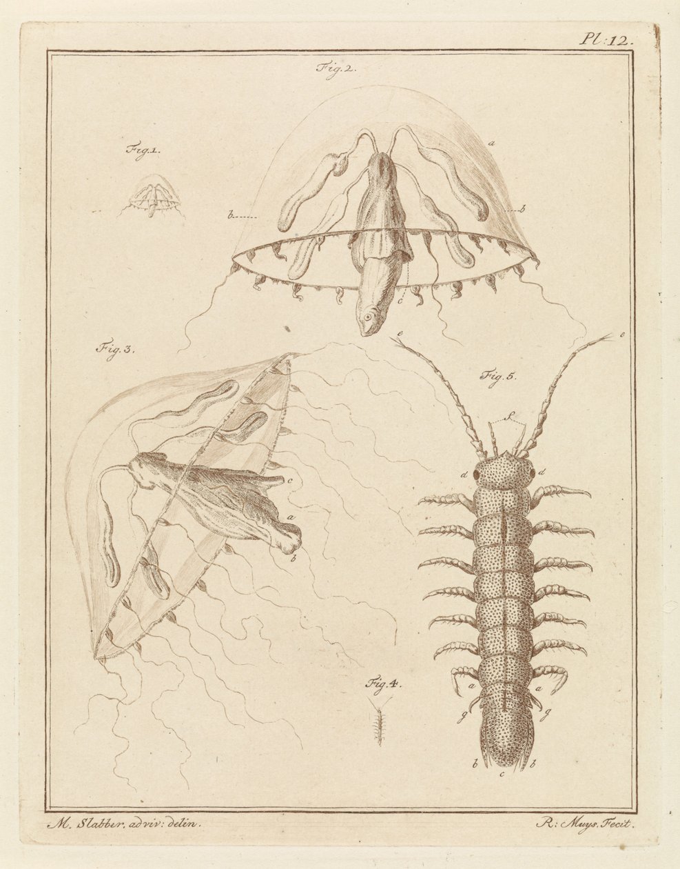 Leptomeduse et un cloporte d
