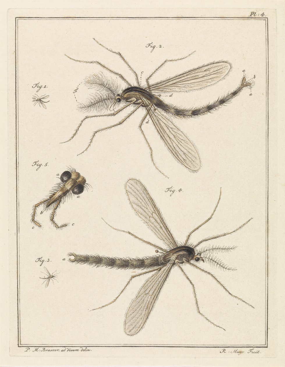 Moustique à plumes - Robbert Muys
