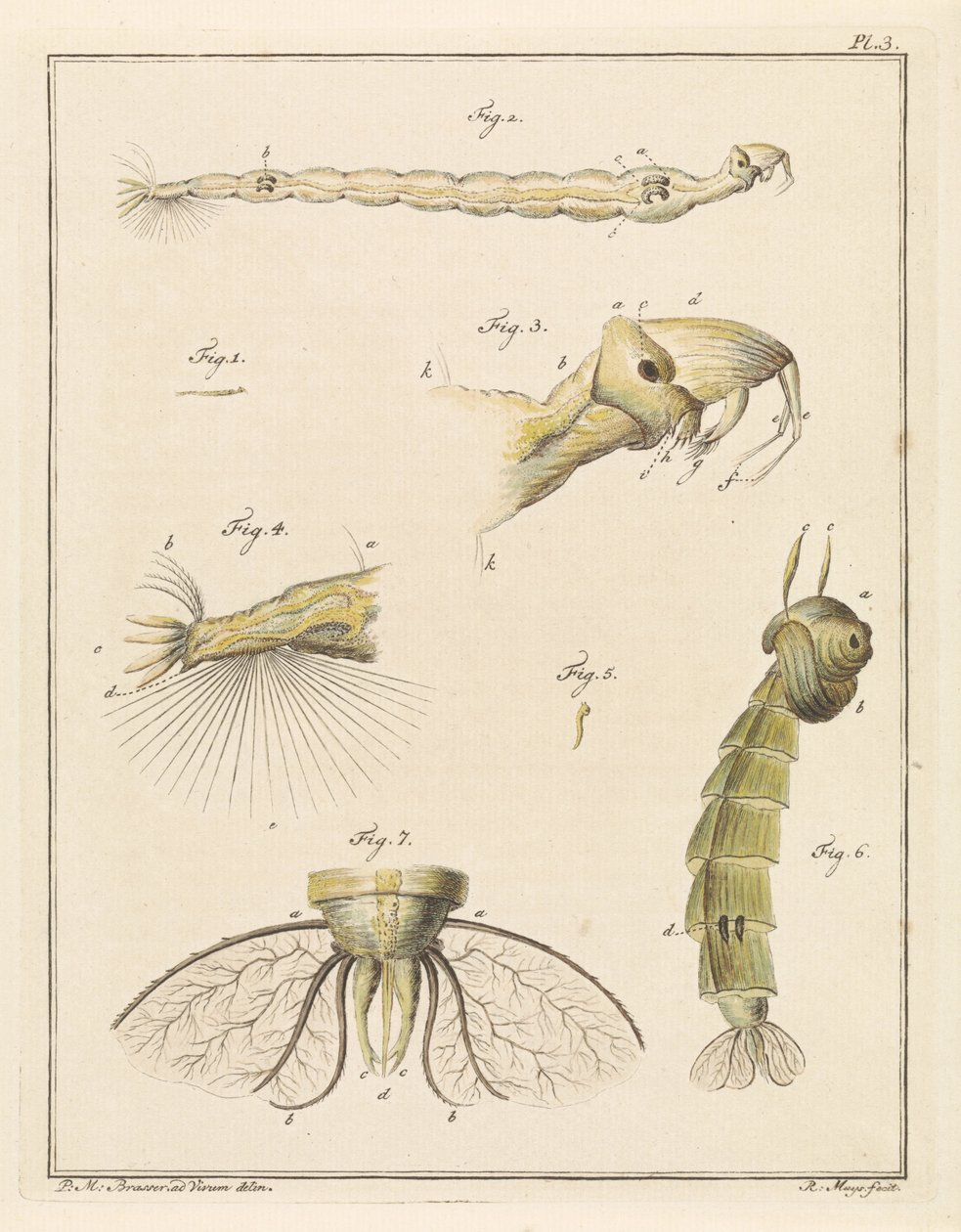 Larve de chironome - Robbert Muys