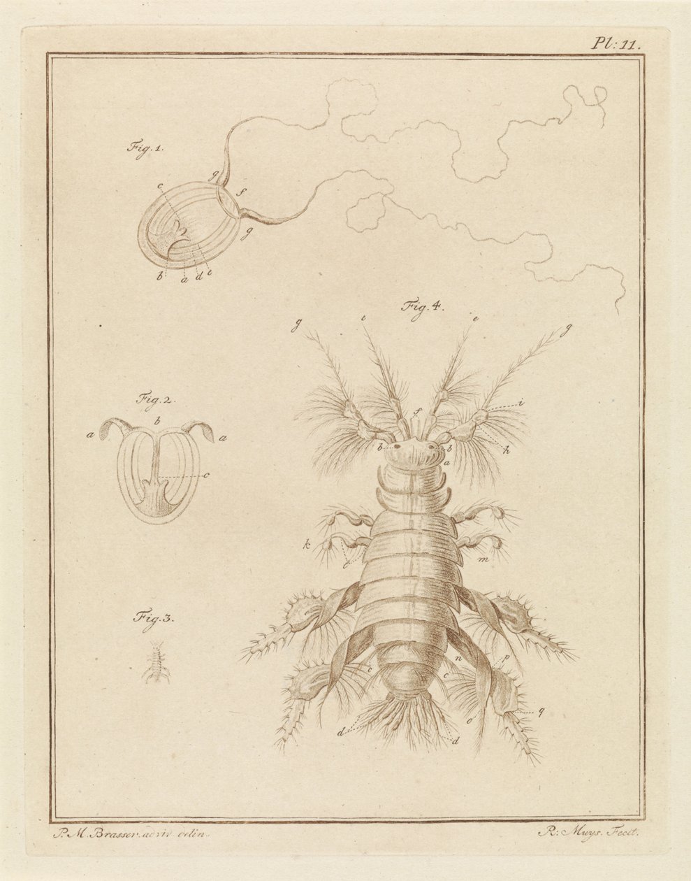Petite méduse et un amphipode - Robbert Muys