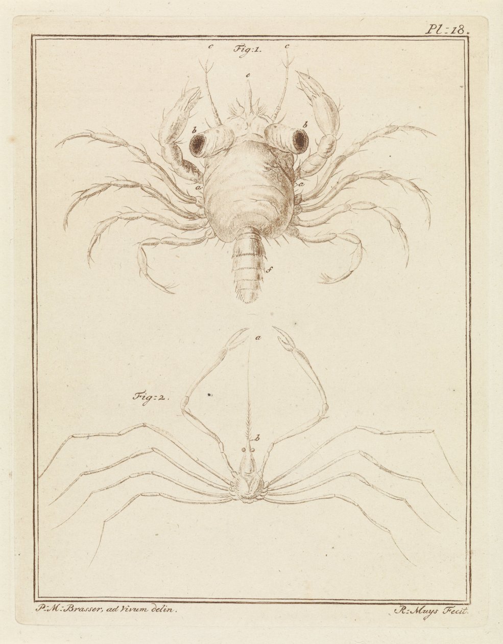 Crabe de plage et une espèce de crabe flèche - Robbert Muys