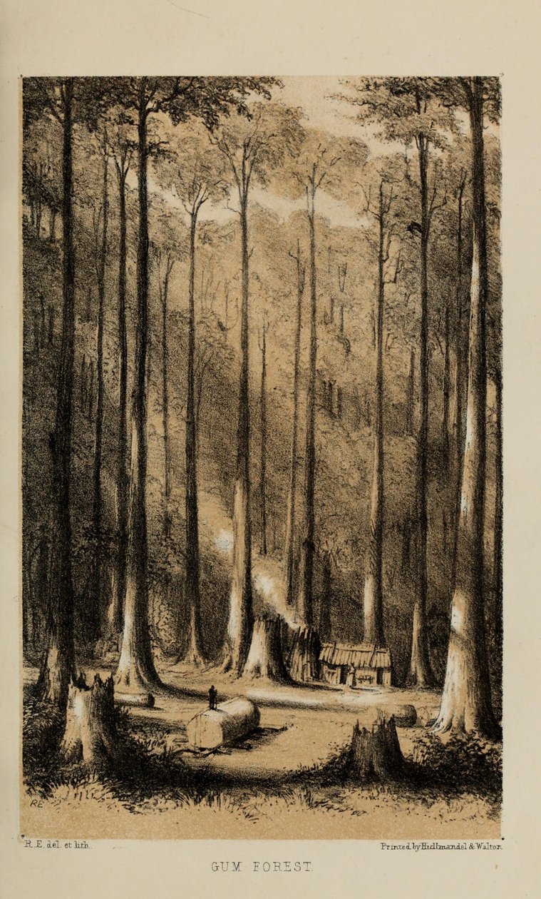 Forêt de gommiers, aquarelle de Robert Elwes (1819-1878), un jeune gentleman britannique fortuné de Norfolk - Robert Elwes