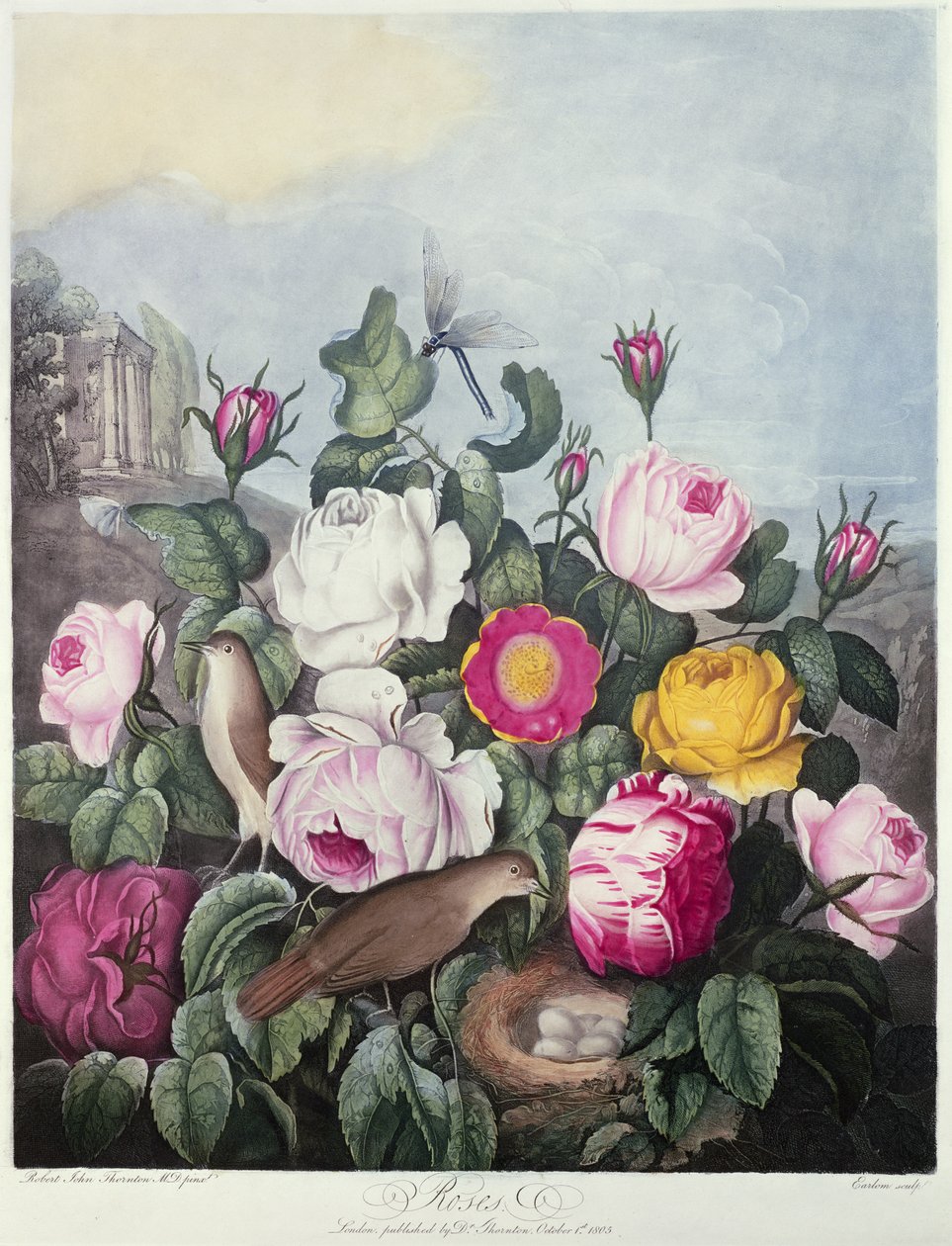Roses, gravées par Earlom, de 