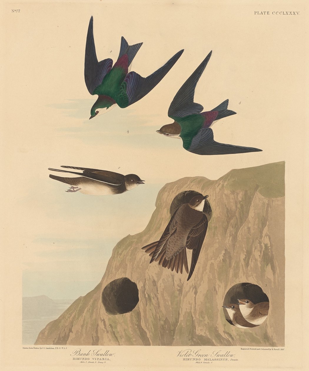Hirondelle de rivage et hirondelle à front blanc, 1837 - Robert Havell