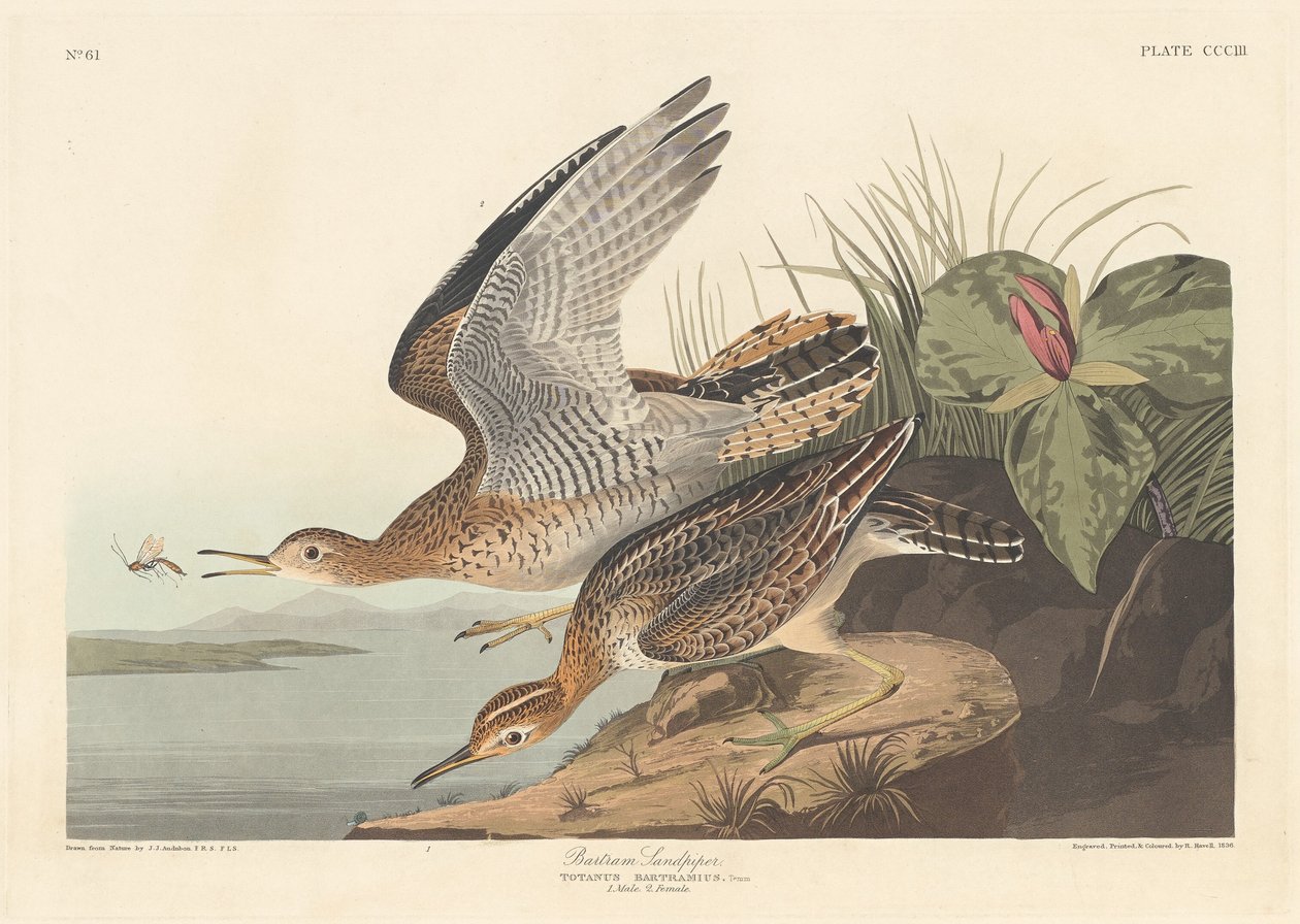 Bécasseau de Bartram, 1836 - Robert Havell