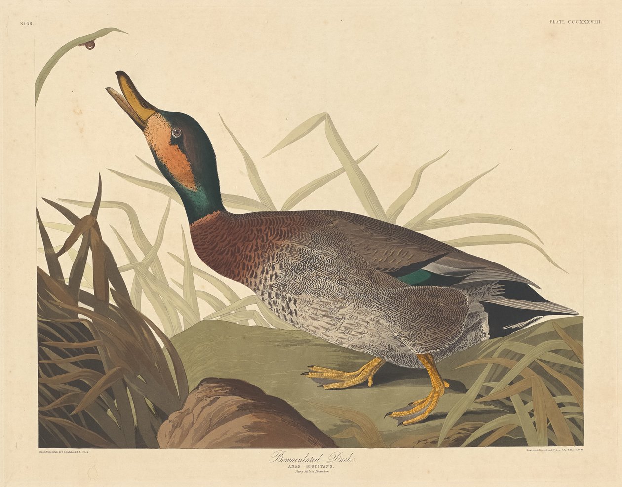 Canard bemaculé, 1836 - Robert Havell