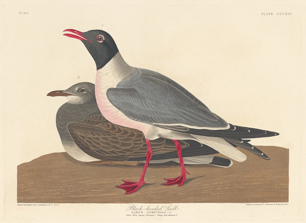 Mouette Rieuse, 1836 - Robert Havell