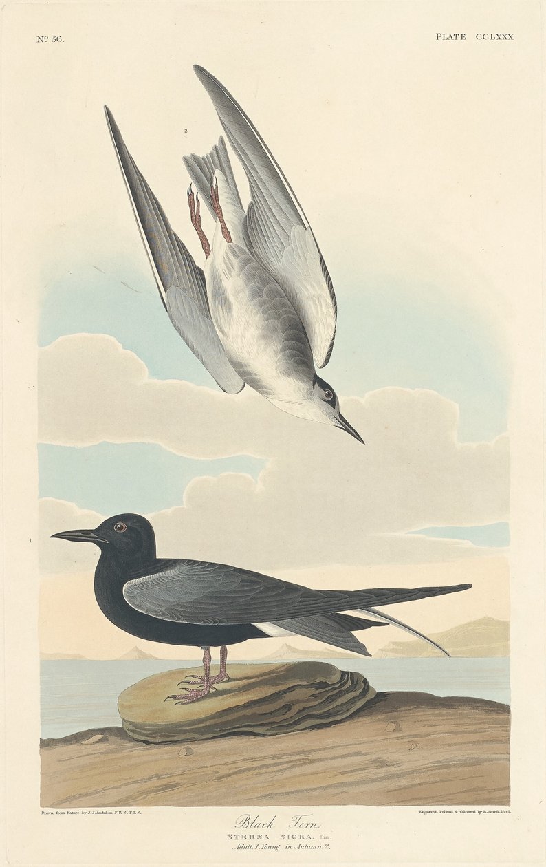 Guifette noire, 1835 - Robert Havell