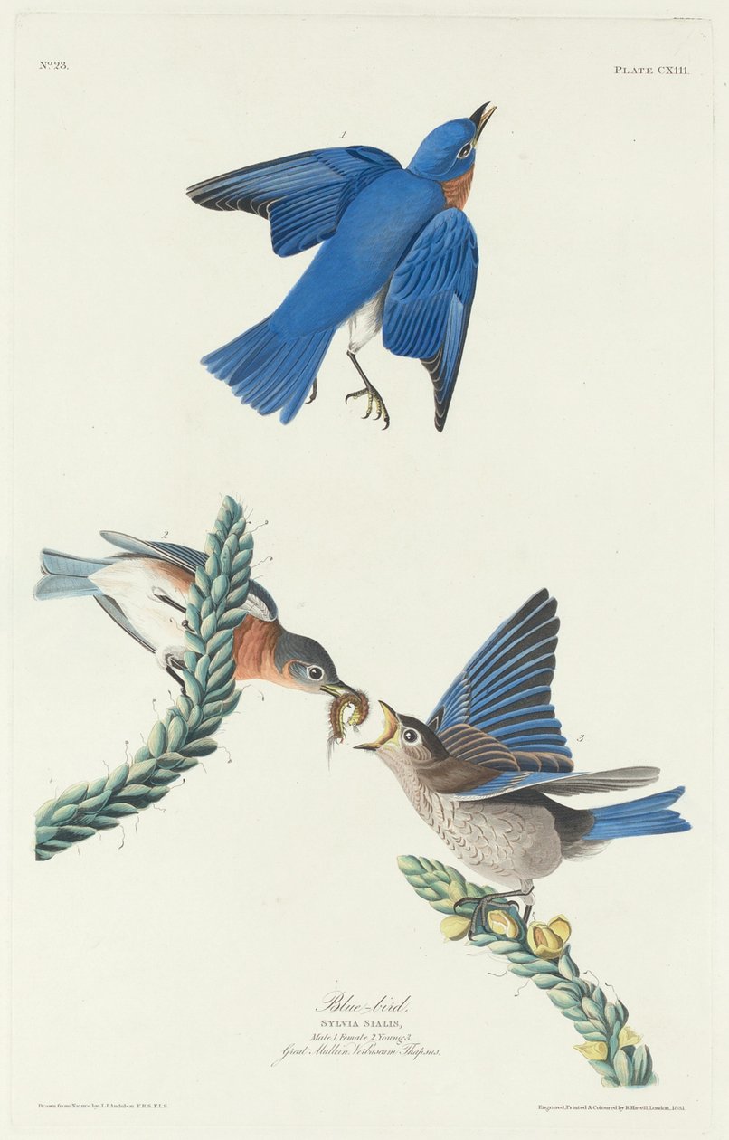 Oiseau bleu - Robert Havell