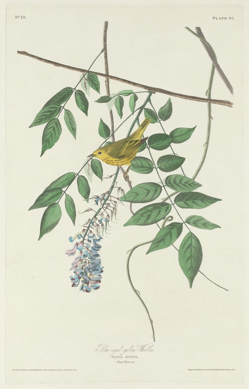 Paruline jaune aux yeux bleus - Robert Havell