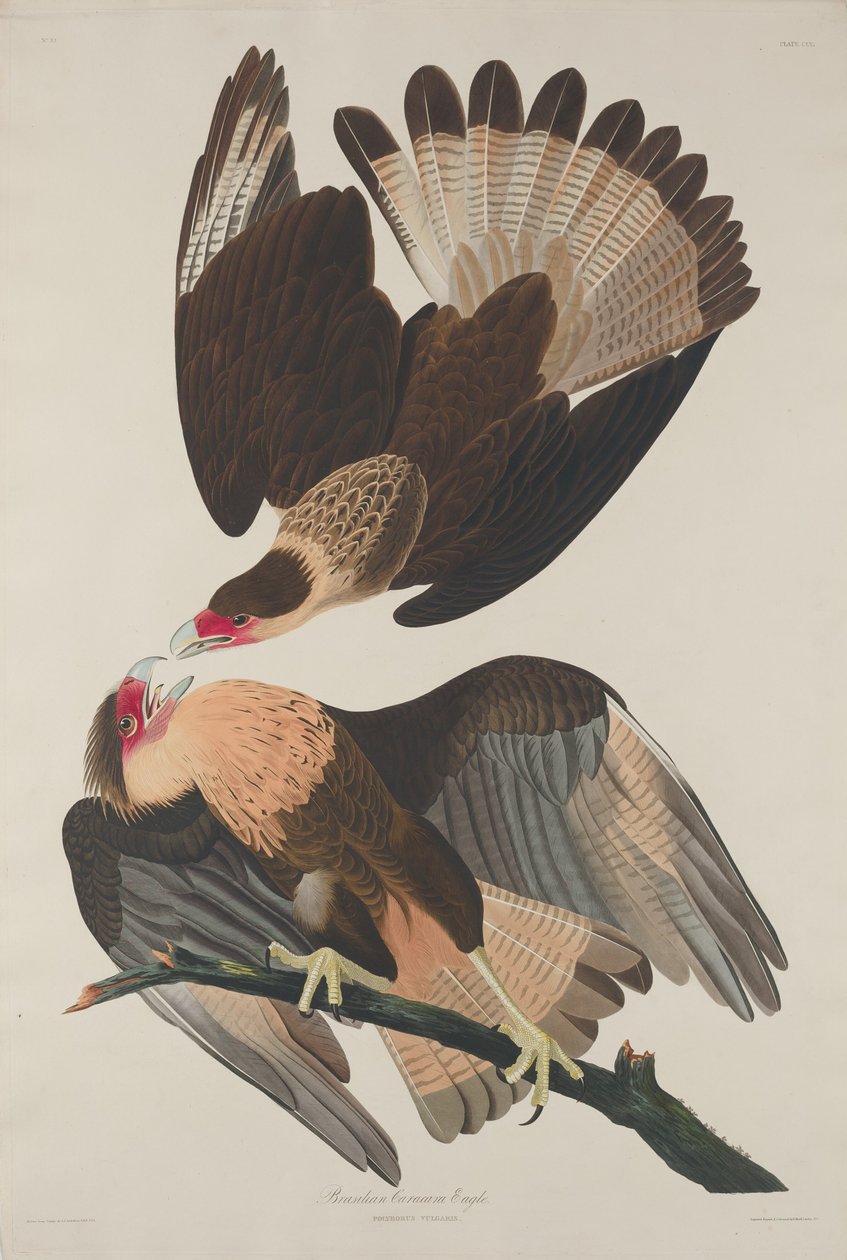 Aigle caracara brésilien, 1833 - Robert Havell