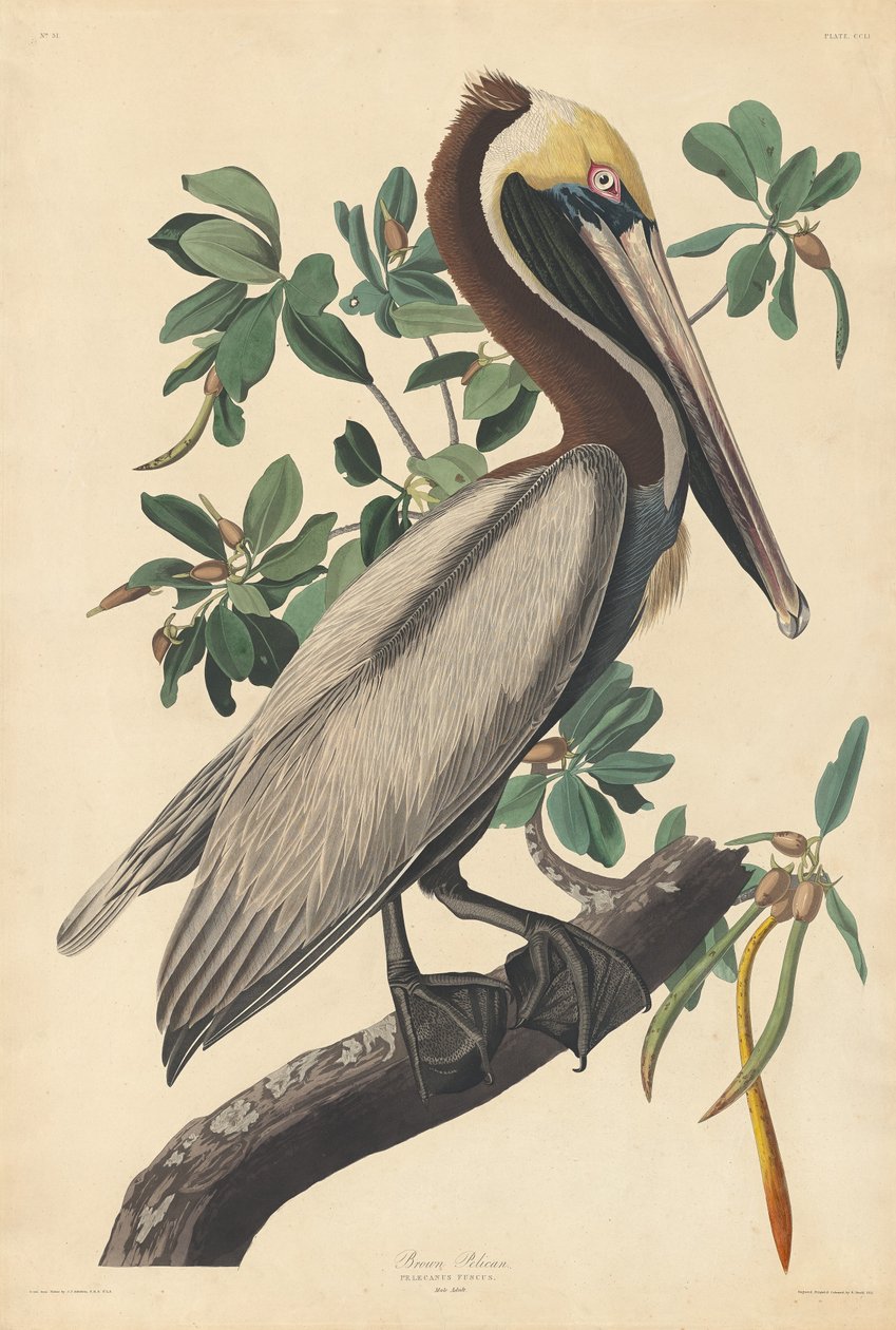 Pélican brun, 1835 - Robert Havell