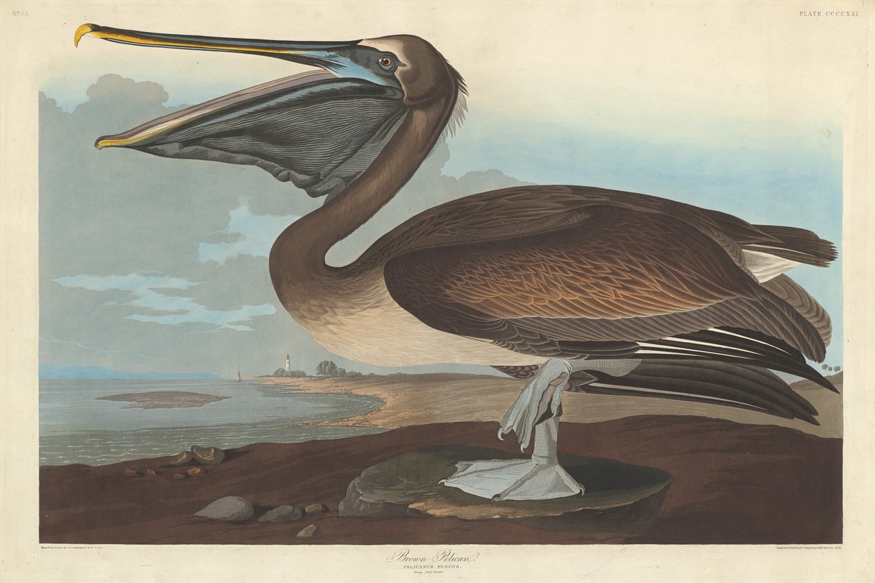 Pélican brun, 1838 - Robert Havell