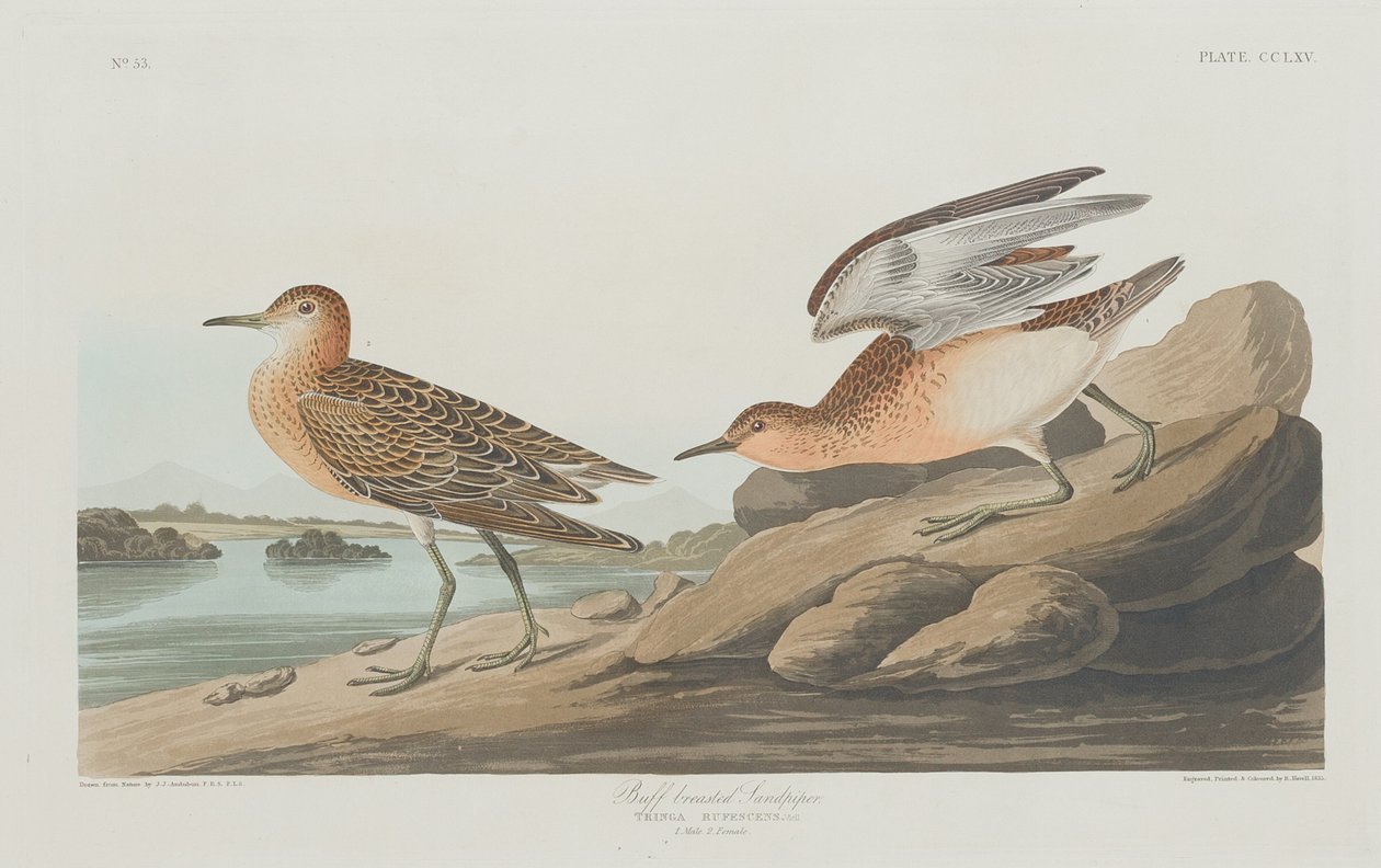 Bécasseau roussâtre, 1835 - Robert Havell