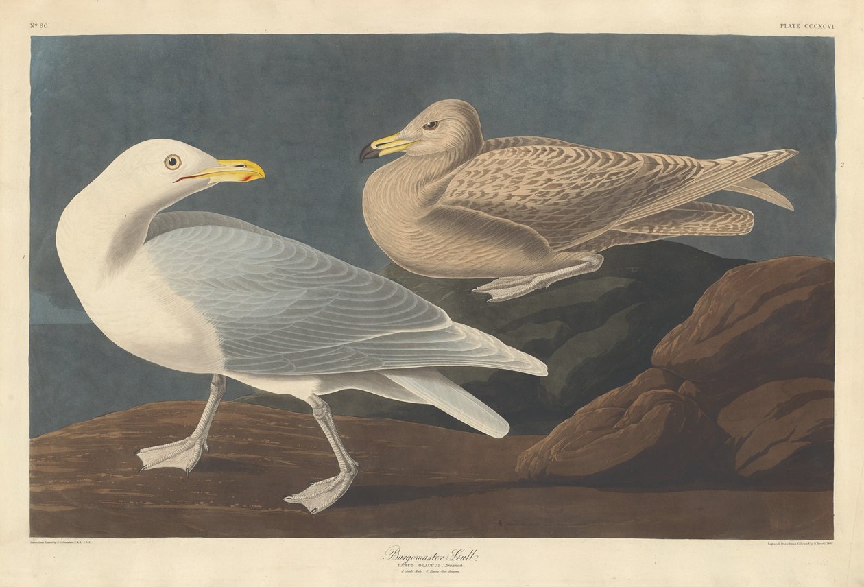 Goéland bourgmestre, 1837 - Robert Havell