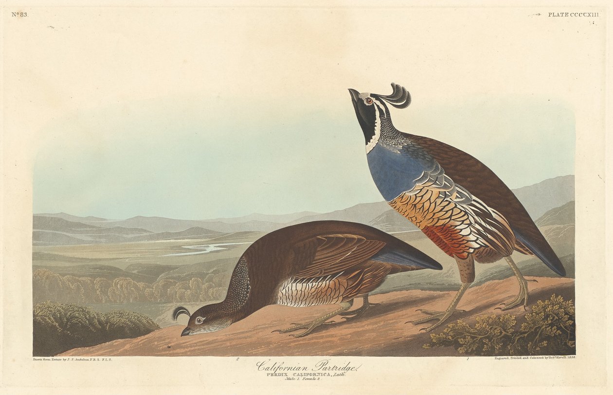 Perdrix californienne - Robert Havell