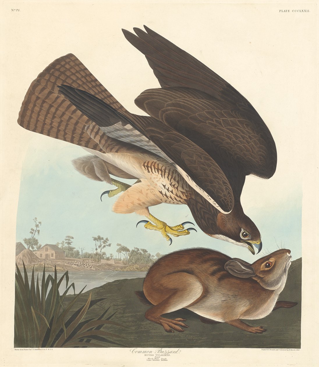 Buse variable, 1837 - Robert Havell