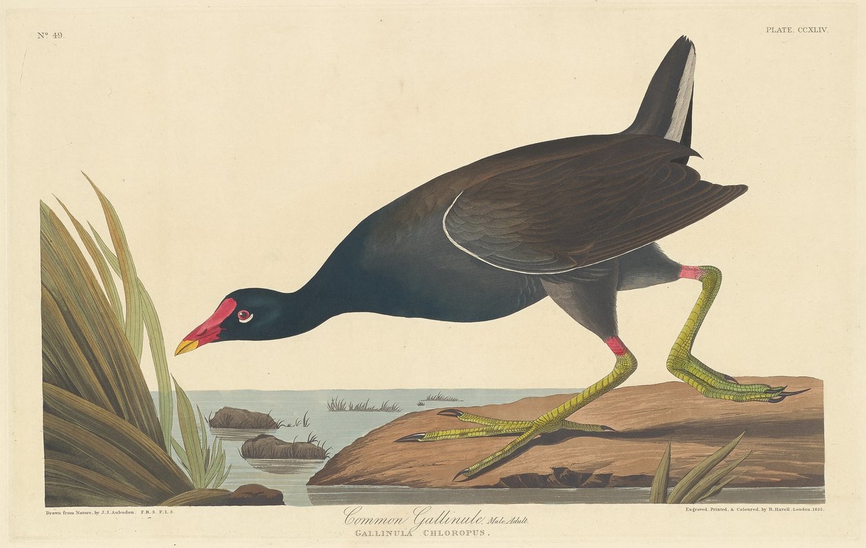 Gallinule Commune, 1835 - Robert Havell