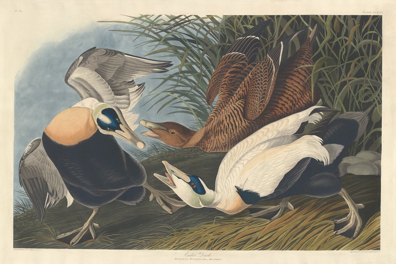 Eider - Robert Havell
