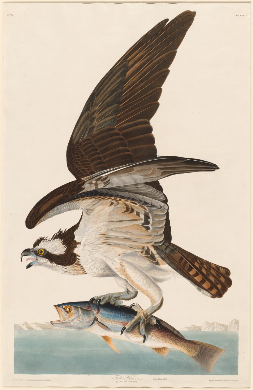 Balbuzard pêcheur - Robert Havell