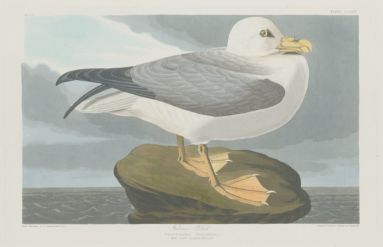 Fulmar pétrel - Robert Havell