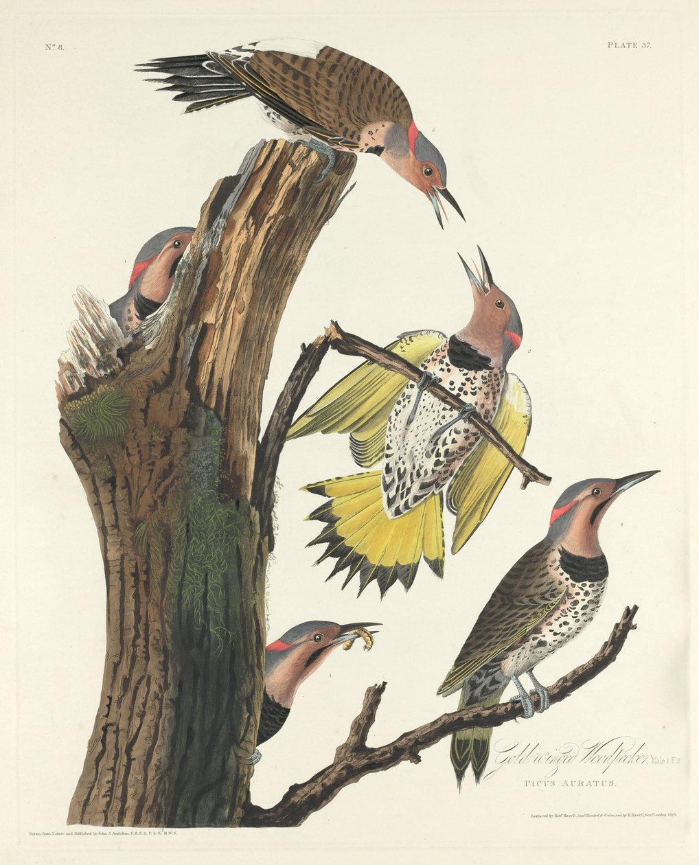 Pic à ailes dorées - Robert Havell